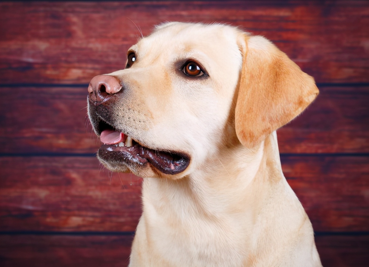 性格好的狗狗排行榜,公认脾气最好的六只狗狗