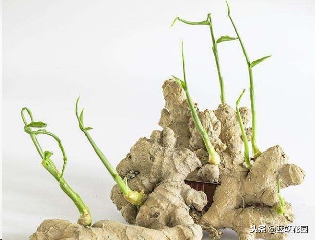 吃剩生姜,吃剩的姜扔土里