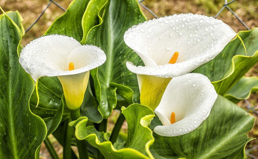 马蹄莲的花期管理要点有哪些方面,马蹄莲一年四季如何养护