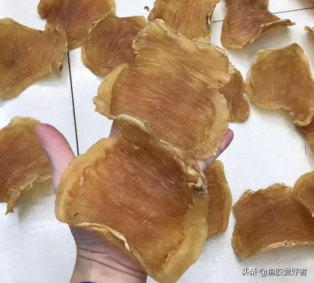 五大顶级鱼胶赤嘴鳘鱼胶,五大赤嘴鱼胶