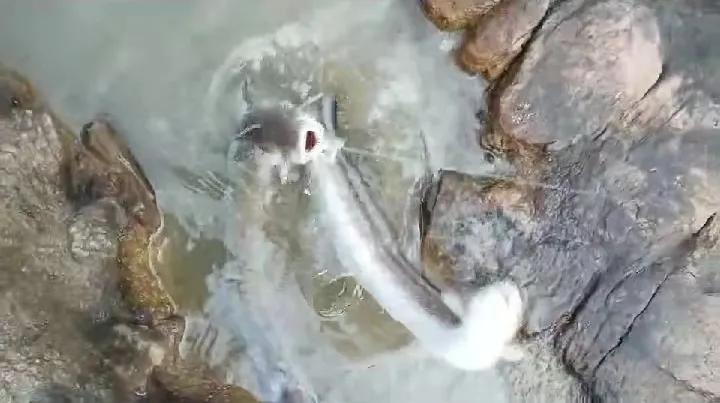 海钓的乐趣,海钓趣事集锦