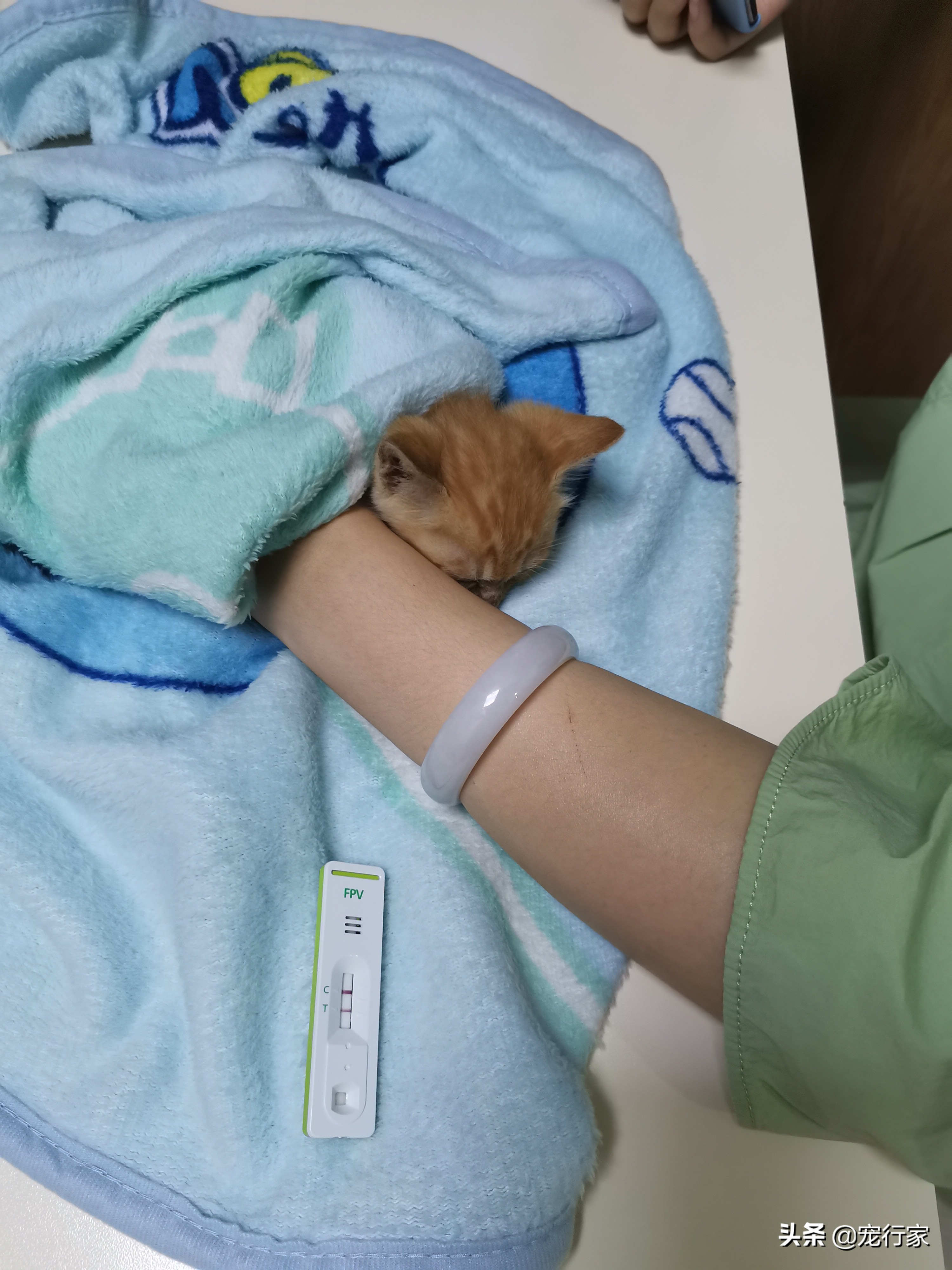 幼猫怎么喂养注意事项,幼猫喂养技巧和方法