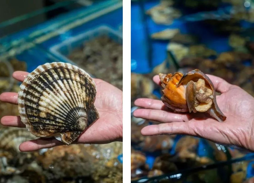 大连人都喜欢的平价海鲜超市，现捞现歹不是梦