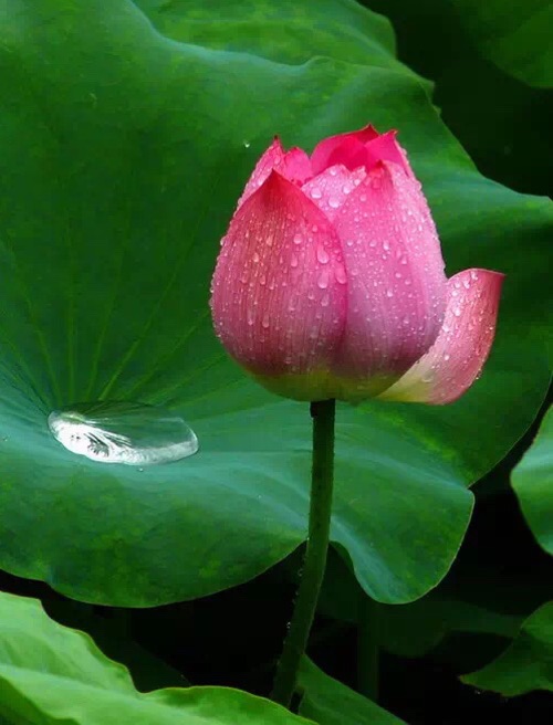 六月的荷花有多美,夏天的荷花最美