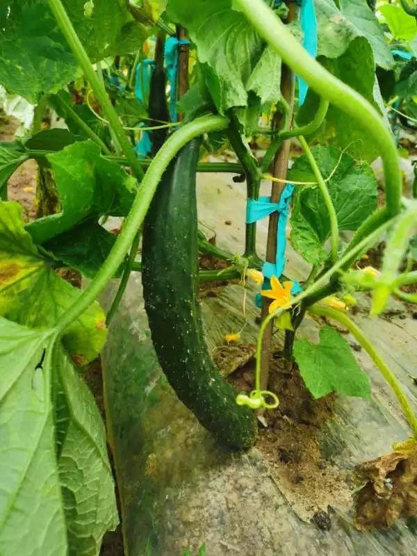 大自然生态农场有机蔬菜,炎炎夏日新鲜水果等你来品尝