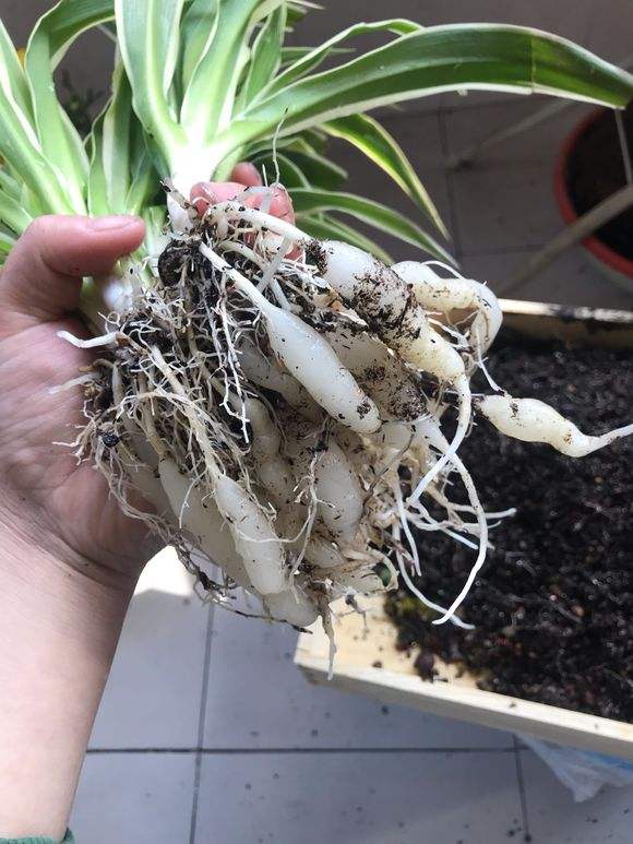 新手养花必选4种花,君子兰开春如何换盆换土