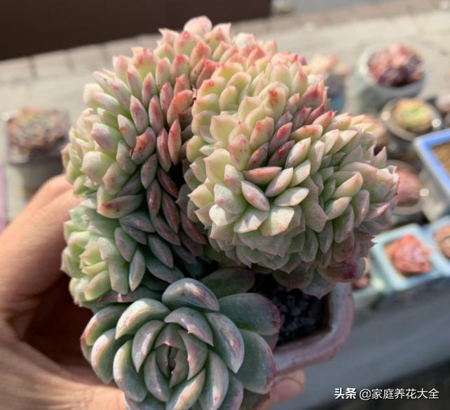 多肉根烂了，原因有3点，简单一解决，多肉好漂亮