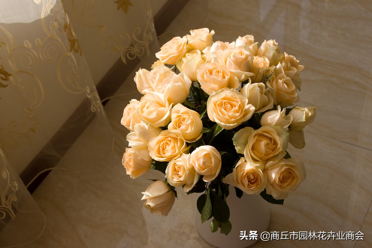 黄玫瑰和香槟玫瑰组合,黄玫瑰也是香槟玫瑰吗