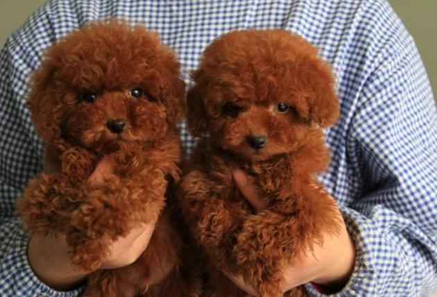 泰迪有几个品种颜色,泰迪有很多种颜色