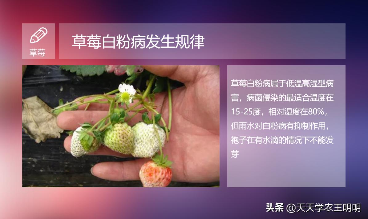 草莓长白毛是白粉病吗,草莓叶片上出现粉色白斑防治方法