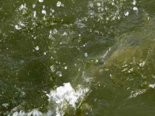 鲻鱼传统钓,鲻鱼大全