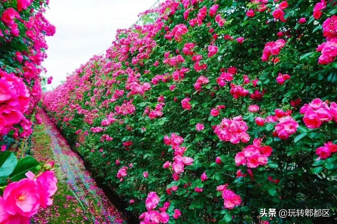 郫都区最美的花海,成都郫都花乡玫瑰开放了吗