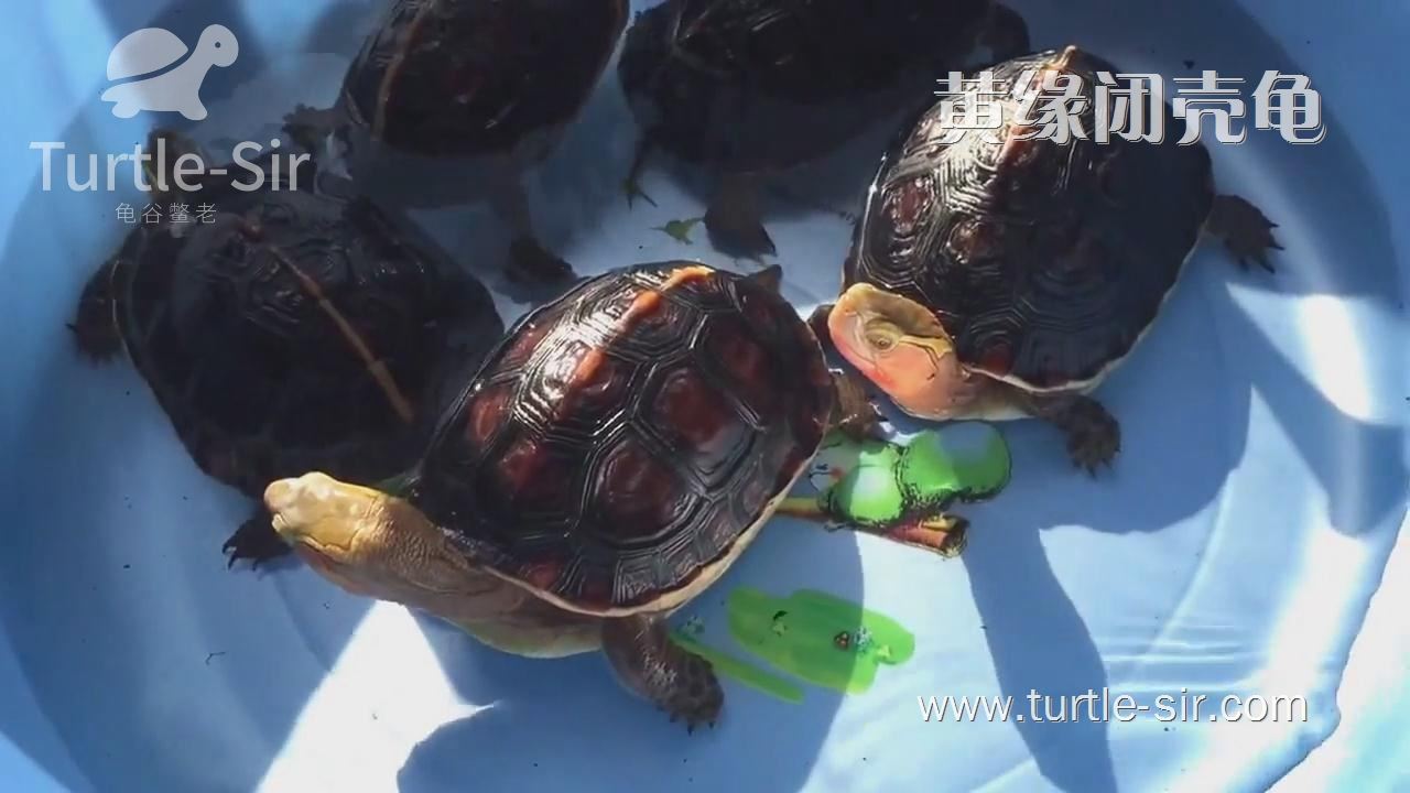 养龟必备10种药箱,养龟必备药一览表