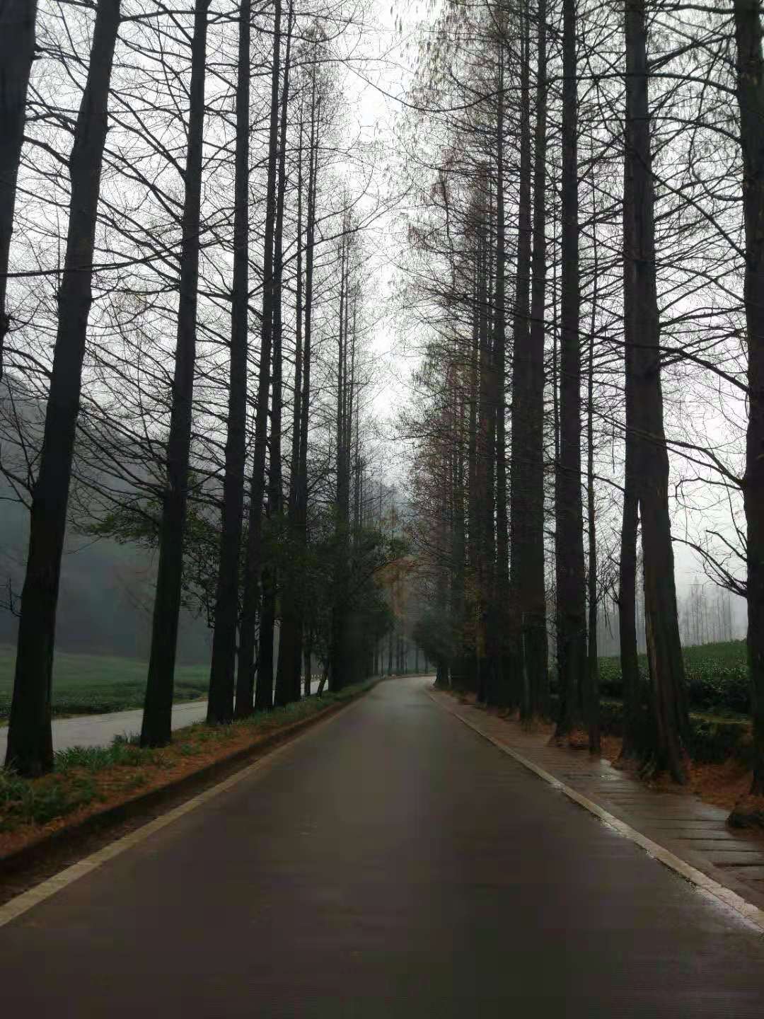 杭州云栖竹径多高,杭州人知道的云栖竹径