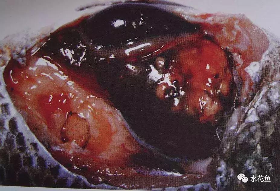 鱼类生病症状图片,天气热鱼塘死鱼是什么原因造成的