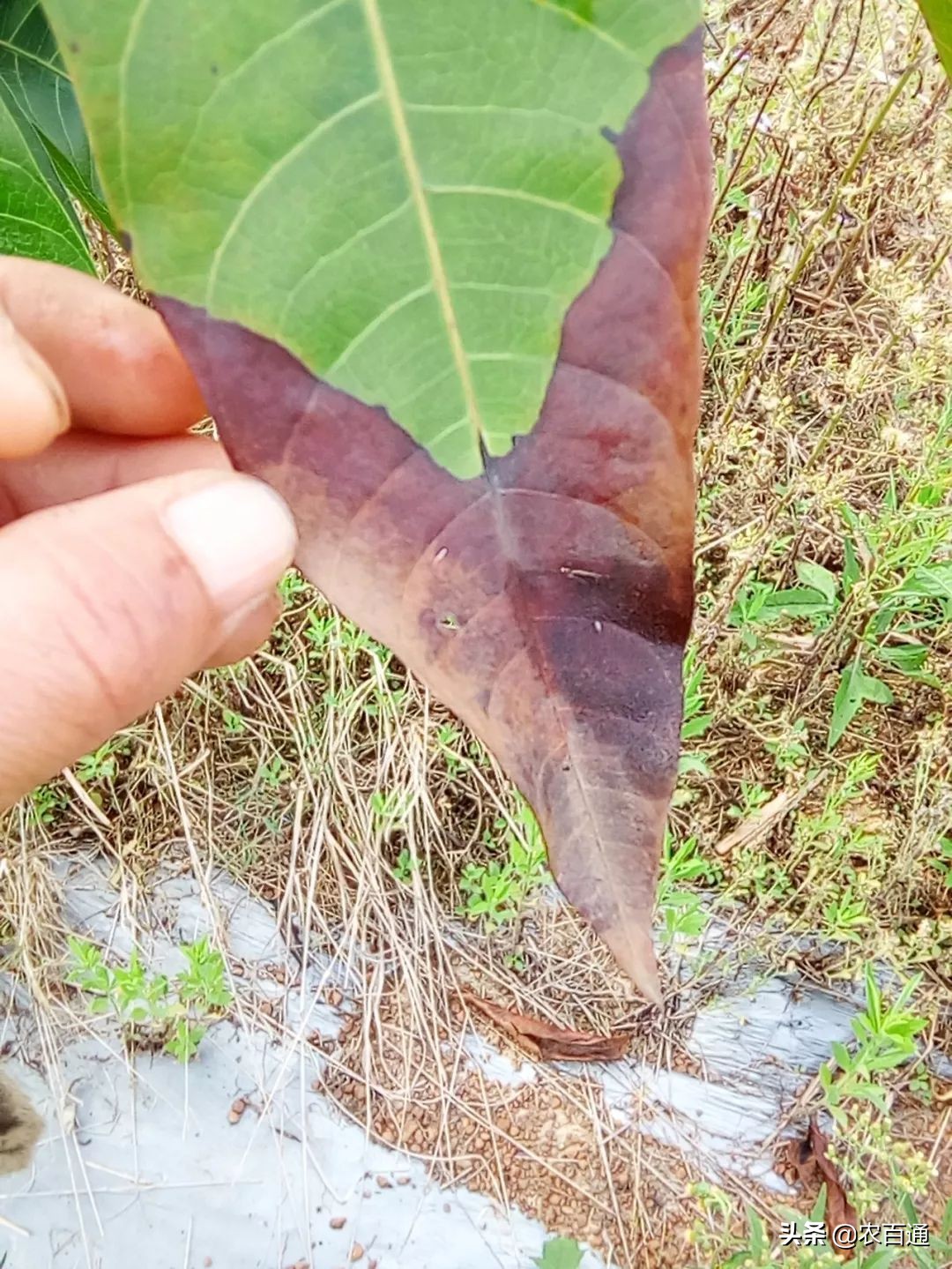哪些药剂可以预防芒果角斑病,芒果急性角斑病是什么原因