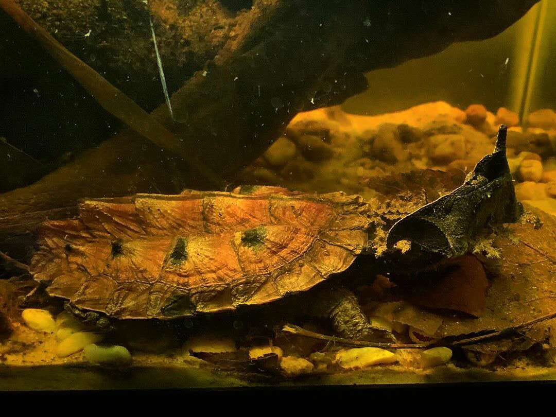 最常见的十种变异亚巨龟,乌龟玛塔龟图片