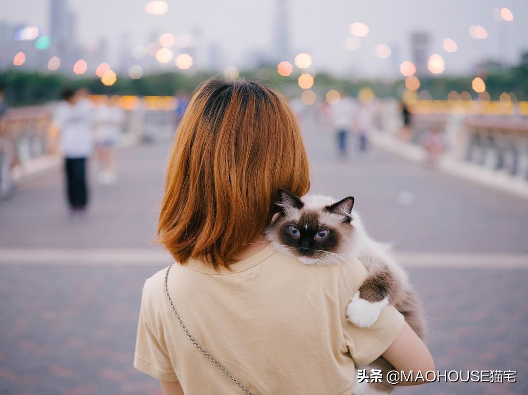 猫牵引绳做法,猫适合用牵引绳吗