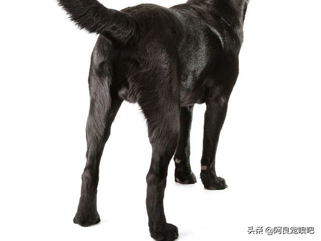 怎么选一条好的拉布拉多犬,如何挑选一只性格好的拉布拉多犬