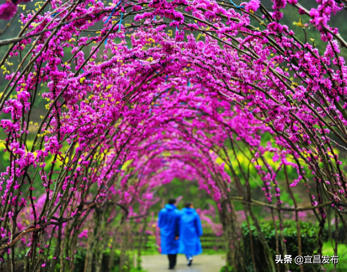 2021宜昌春季休闲农业精品线路公布！