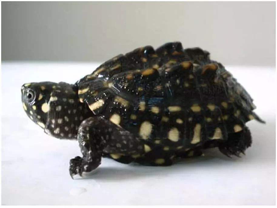 最美的乌龟图片,最美乌龟视频大全