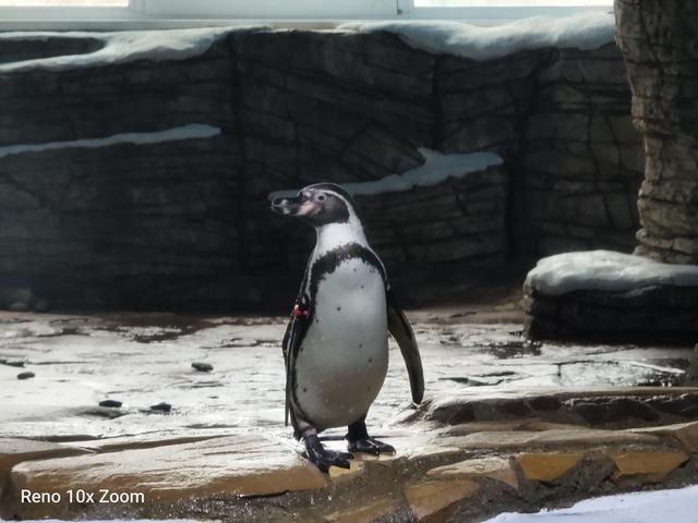 opporeno十倍变焦版当年有多惊艳,用opporeno10拍出来的照片