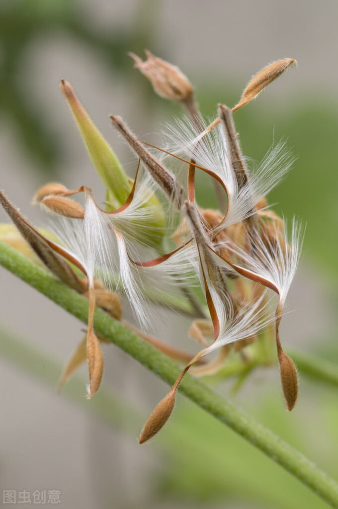 避免买花被坑,春天买花有什么坑