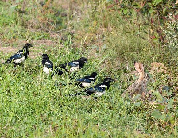 追兔捉鹰,撵兔子逮鹰的话