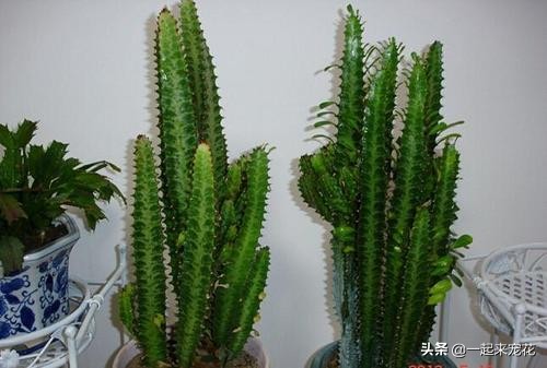 什么花不适合卧室里养有害健康,这5种花最好养