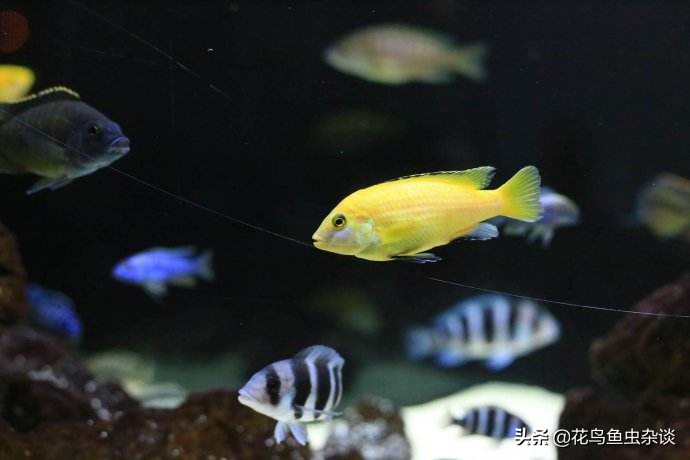 养三湖鱼需要什么水草,三湖鱼怎么喂食