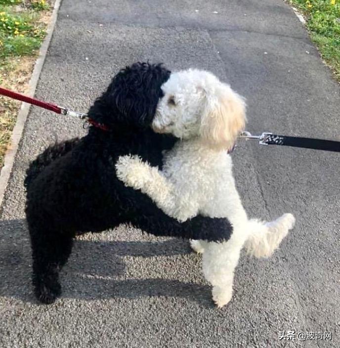 不喂狗会复位吗,不喂狗的下场