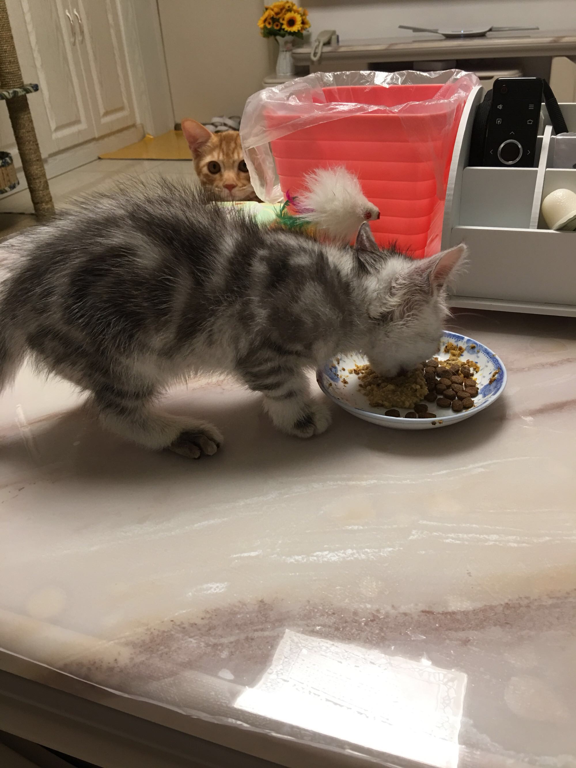 猫藓不可怕,对抗它需要的不仅仅是药物,更需要时间与耐心