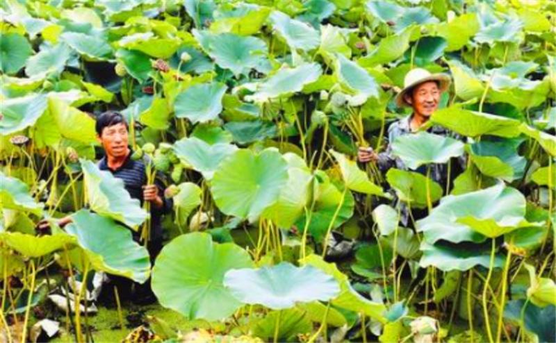 莲子高产栽培技术书籍,湘莲的莲子可以栽培吗