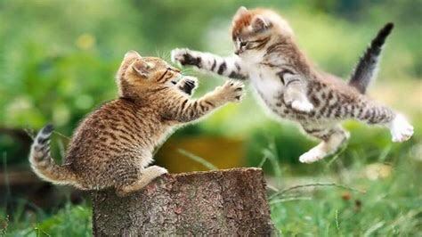 相处好几年的猫咪互相哈气低吼,相处了很久的猫突然打架