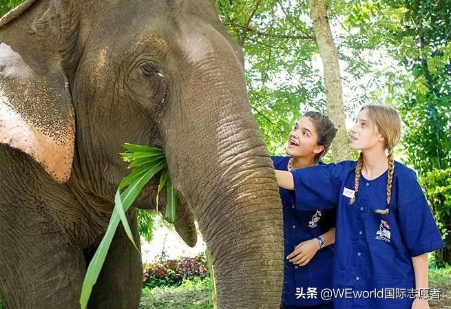 WEworld全球体验官招募|4大志愿者项目0元出发