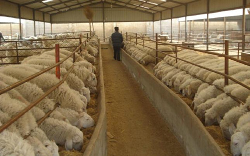 羊驱虫后拉稀是什么原因,羊拉稀喘气站不起来是什么原因