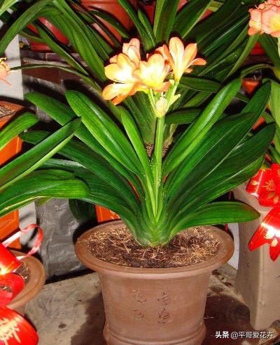夏季给君子兰浇水的正确方法,夏天养护君子兰浇什么水最正确的