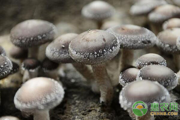 香菇种植技术和栽培方法,香菇种植方法要点