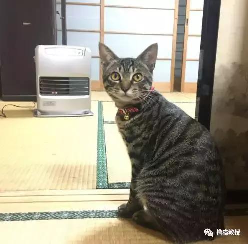 猫咪的怪癖铲屎官你们都知道吗,铲屎官养的猫咪有多厉害