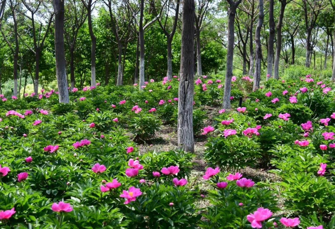 种植抗击疫情药材,抗击疫情的药材种植