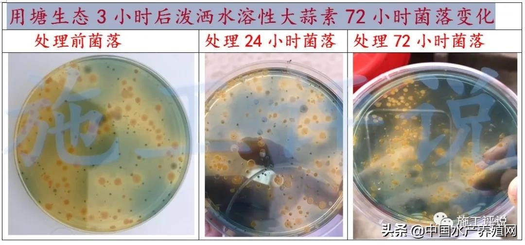 对虾养殖弧菌检测都是黄色小弧菌,对虾弧菌处理的原理是啥