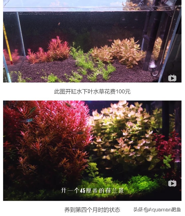 便宜又好养的水草推荐,好养又便宜的水草推荐