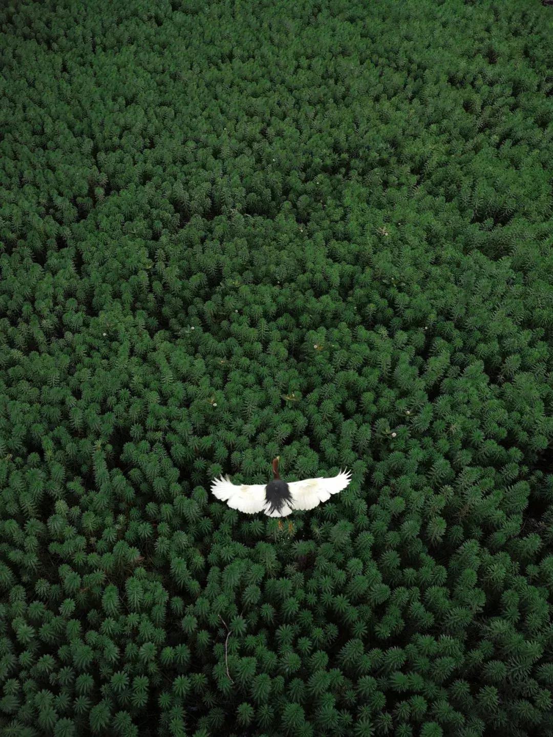 华为数字化蝶变,揭秘华为数字化转型大格局