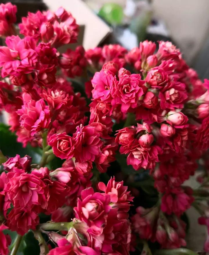 长寿花，寓意好、开花漂亮，花期长，品种多达300个