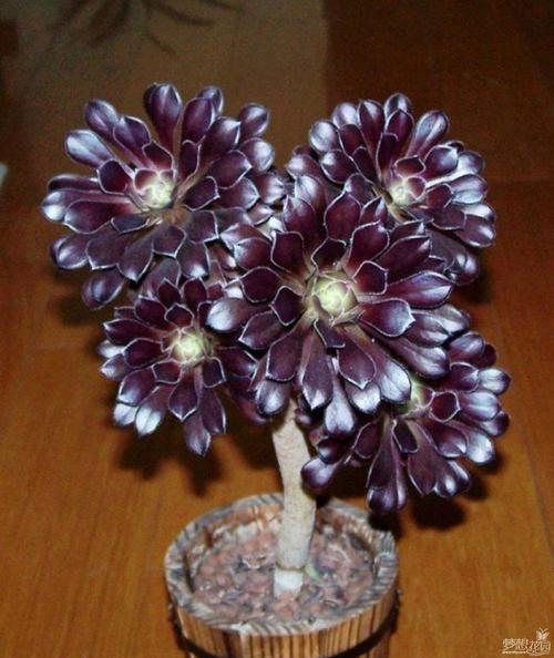 阳台客厅养花能用石硫合剂吗,家里养花放在客厅西面阳台好吗