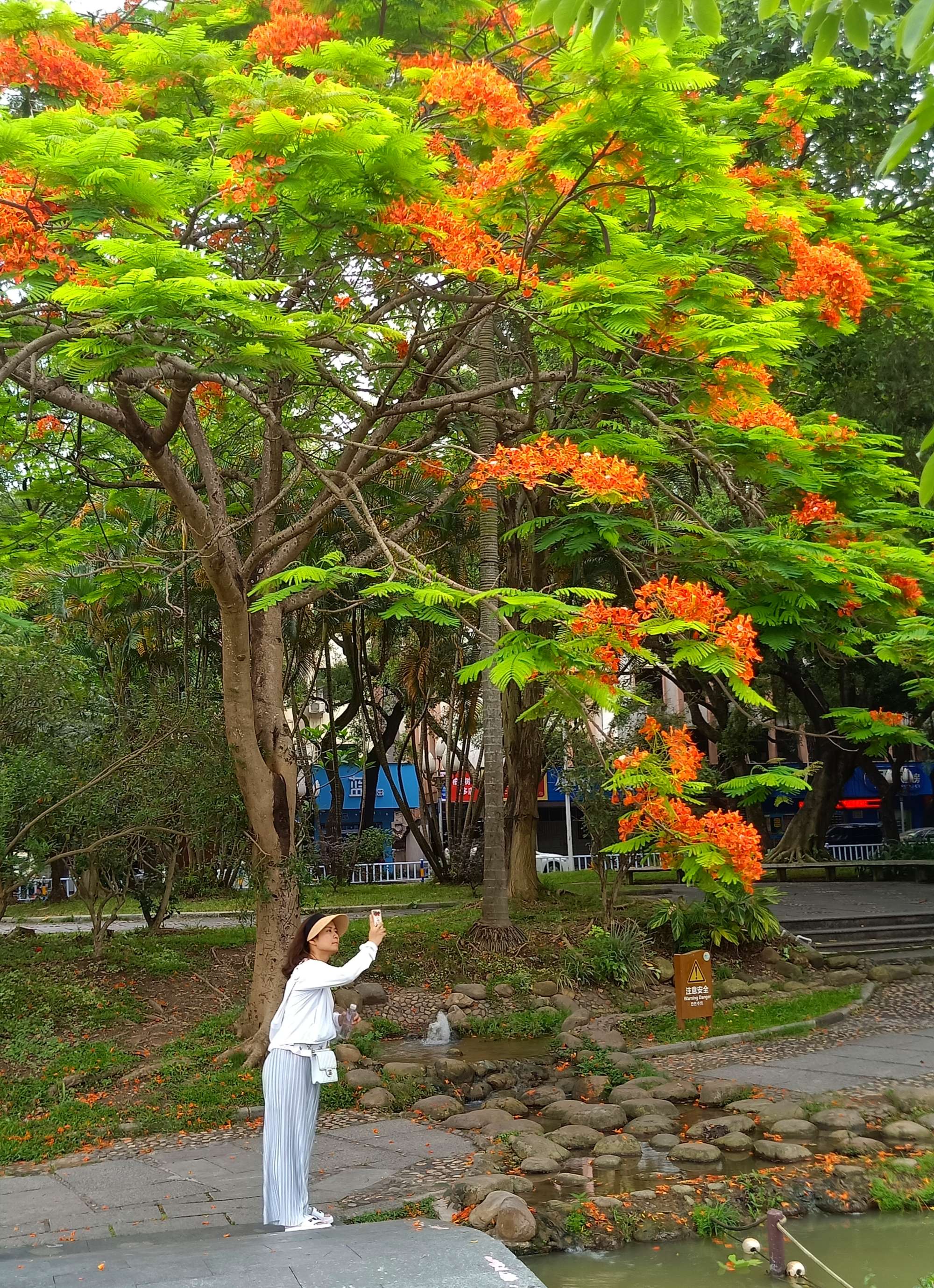 毕业季的凤凰花和栀子花,毕业季凤凰花开的时候