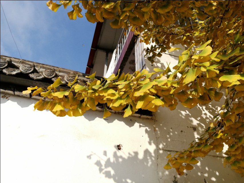 银杏由绿变黄的美文,美文秋天的树叶金波