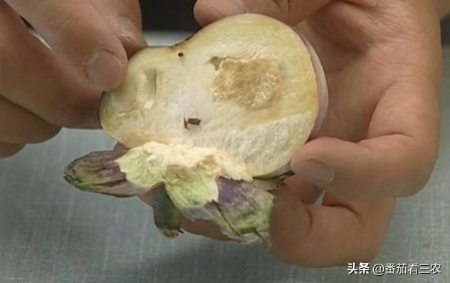 茄子僵果和畸形果是怎么造成的,茄子裂果是怎么回事该如何防治