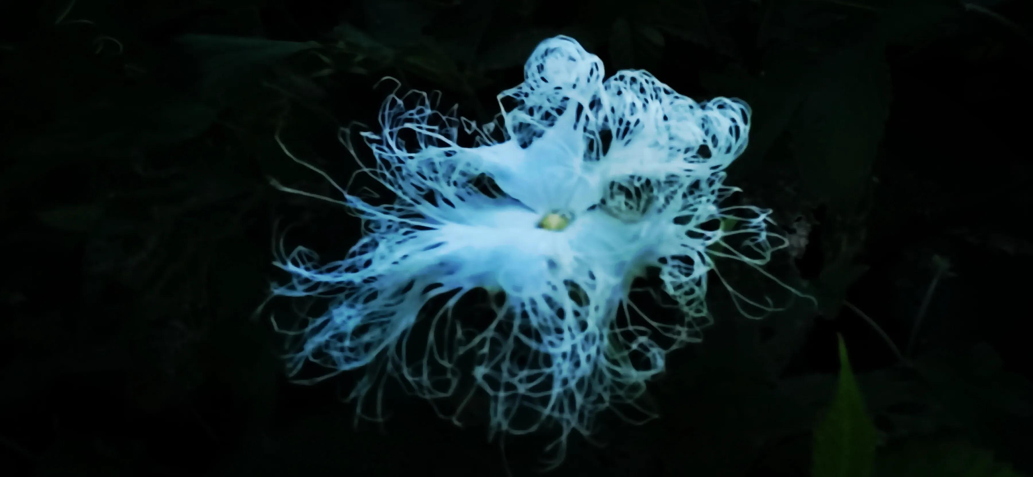 手拍世界手机摄影平台,手机摄影作品集大全集