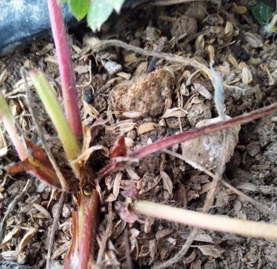 草莓的芽枯病怎样治,草莓新芽发黑腐烂